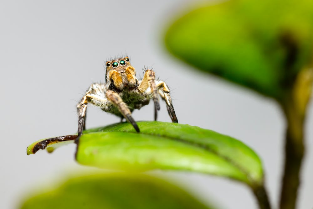 Macro Photography: The Fascinating World of Tiny Details