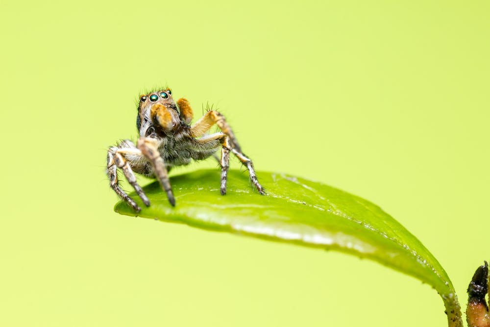 Macro Photography: The Fascinating World of Tiny Details