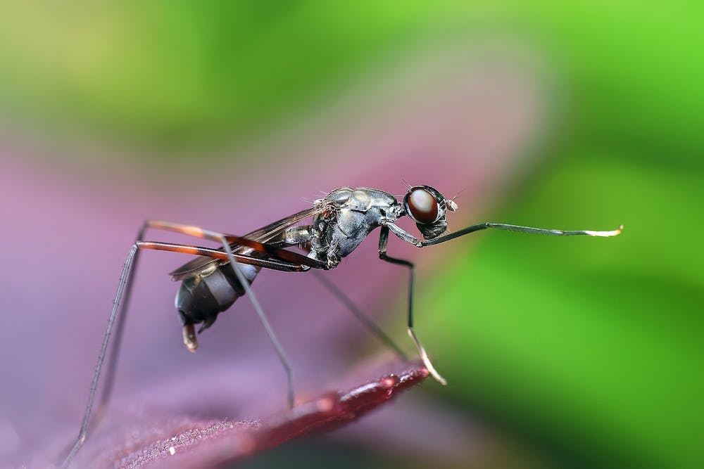 Macro Photography: The Fascinating World of Tiny Details