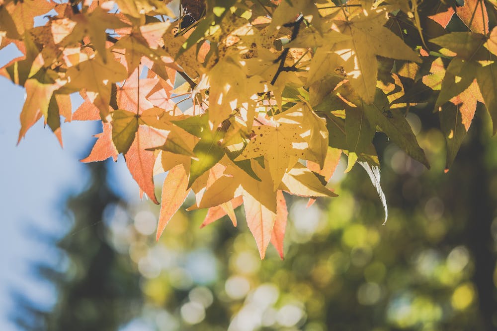 The Flavors of Fall: Seasonal Recipes with Autumnal Ingredients